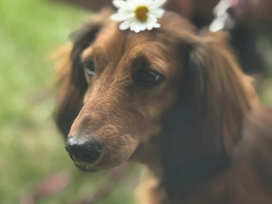 A photo of Benny with a white flower on his head
