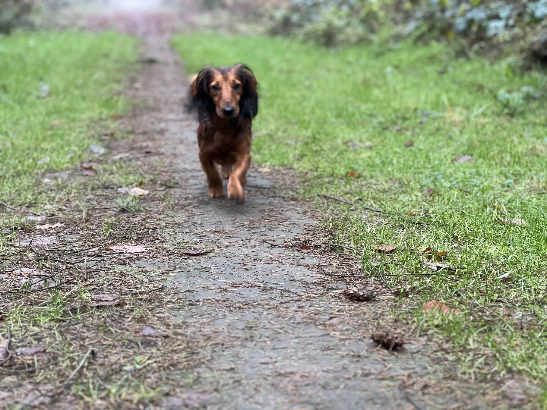 A Picture of Benny walking in the woods