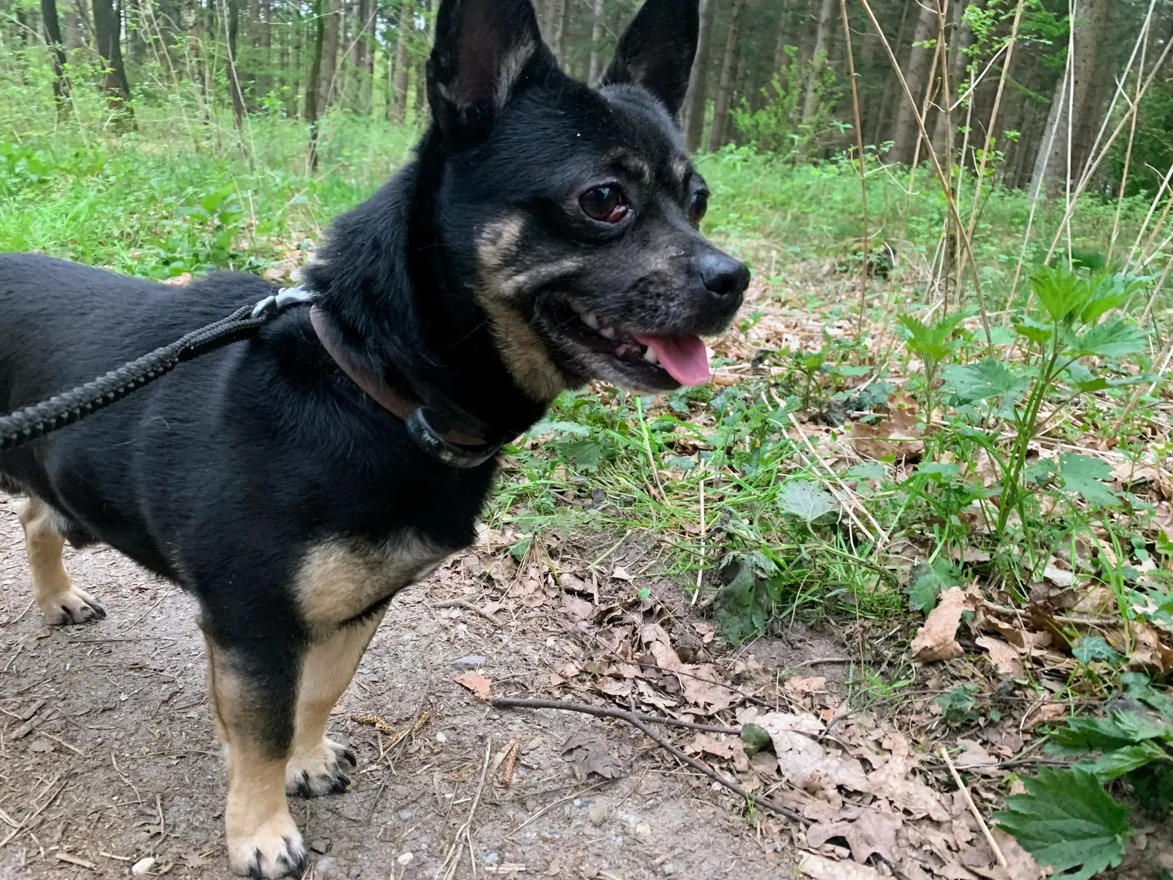A picture of Balou in the woods