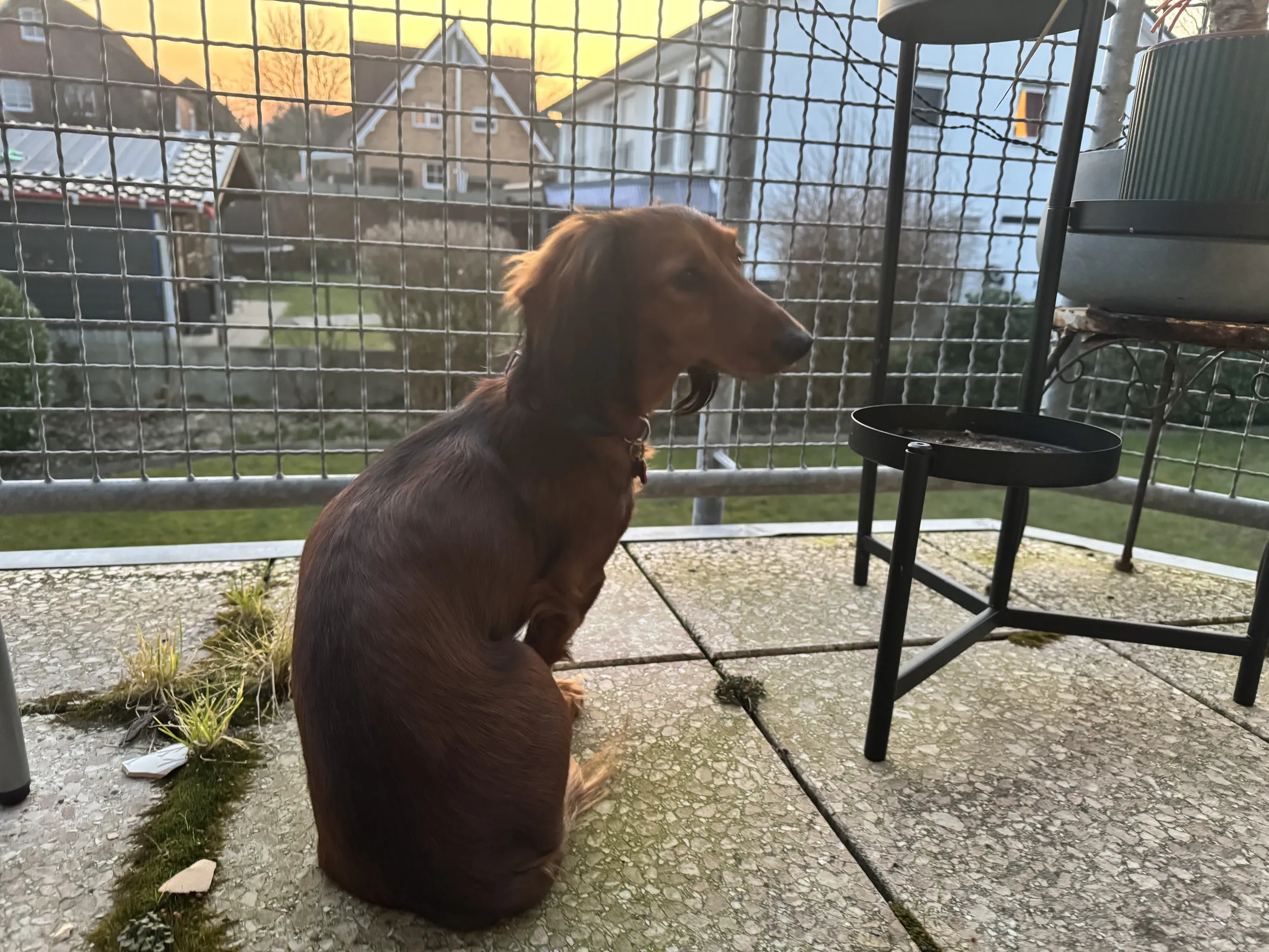 A picture of Benny sitting on a balcony