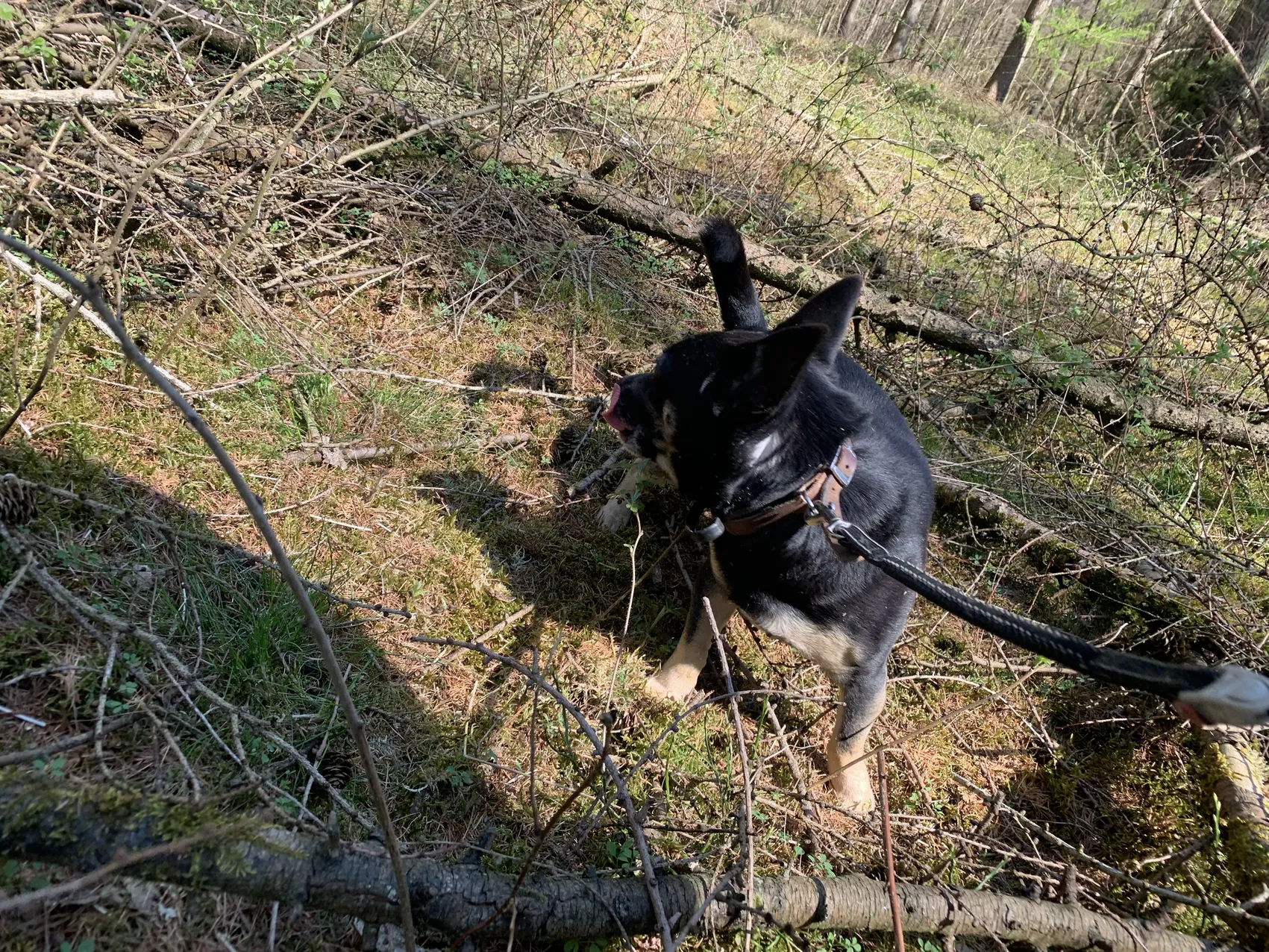A picture of Balou in the woods, looking backwards