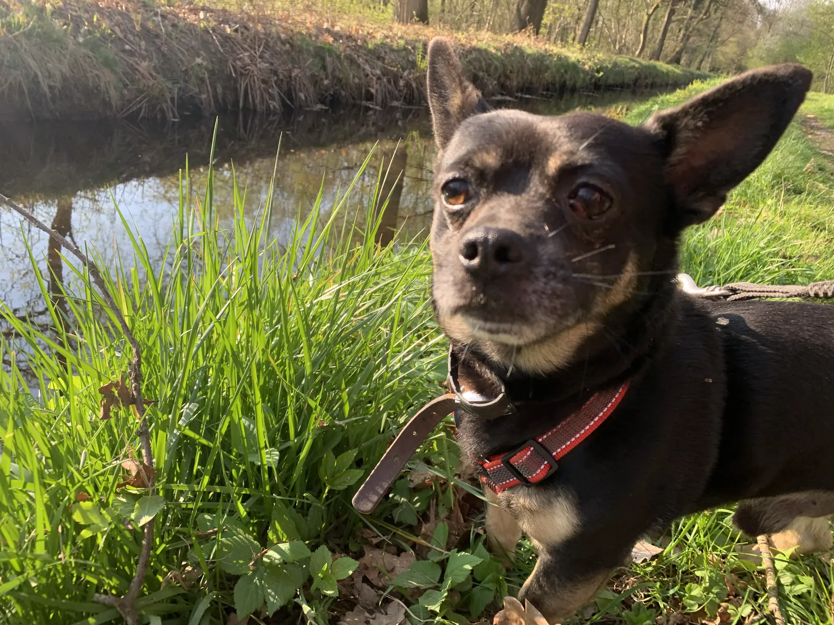 A picture of Balou standing in front of a small river