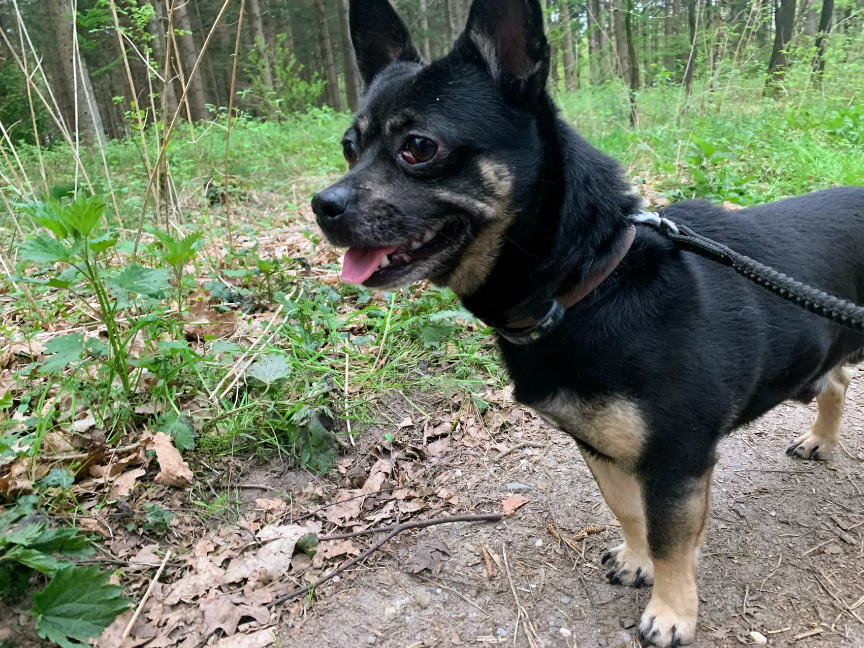 A picture of Balou standing outside