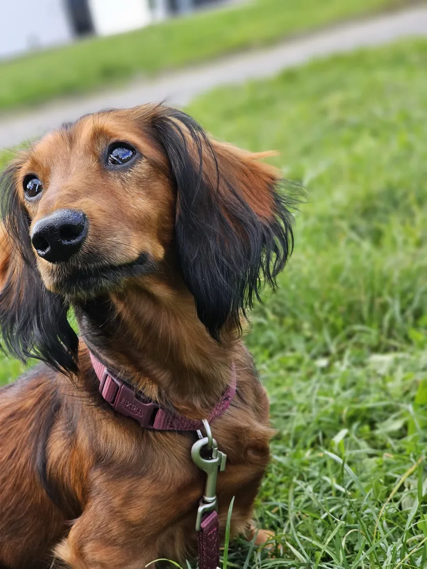 A picture of Benny on some grass